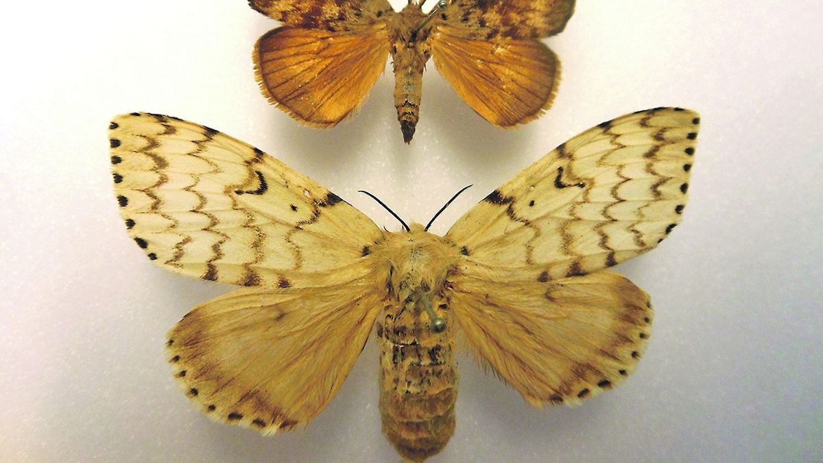 Na Ústecku se přemnožil škodlivý motýl bekyně velkohlavá